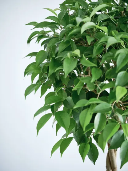 フィカス・ベンジャミン・リッチ