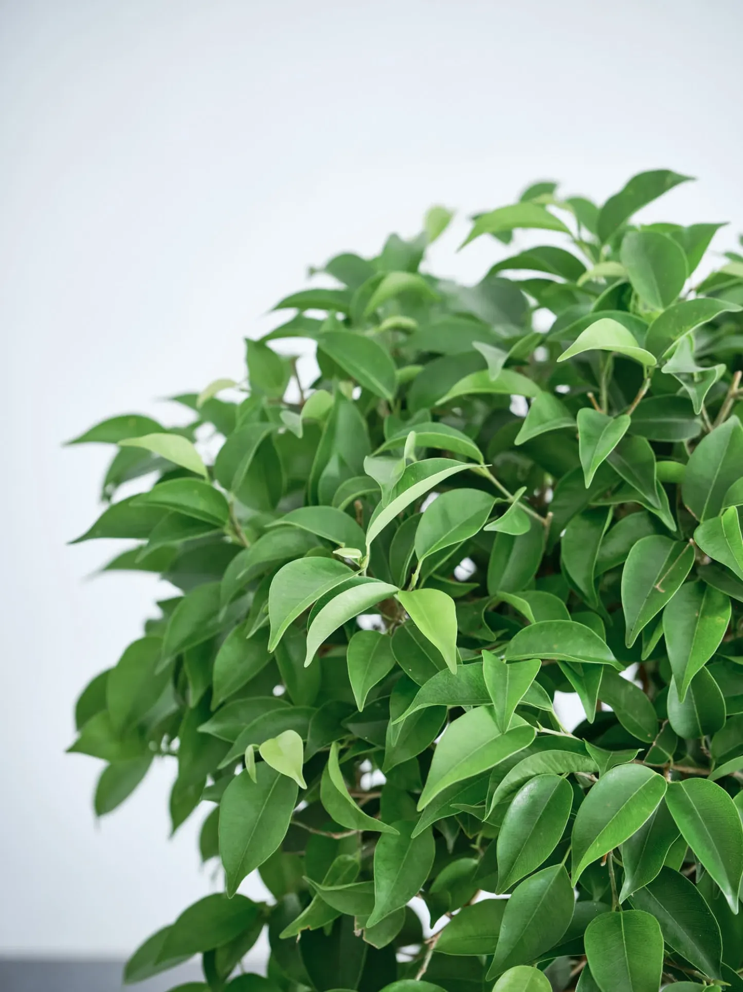 フィカス・ベンジャミン・リッチ