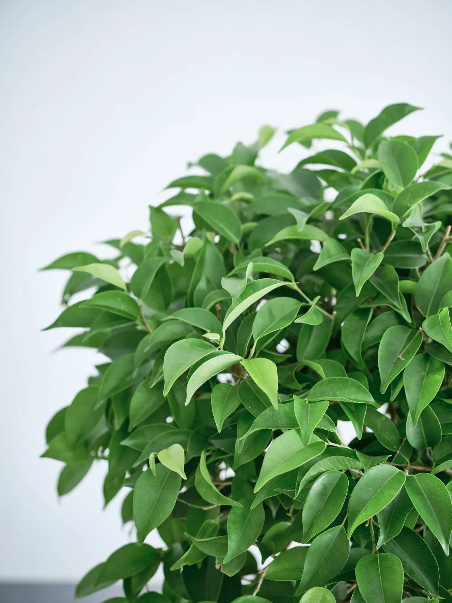 フィカス・ベンジャミン・リッチ