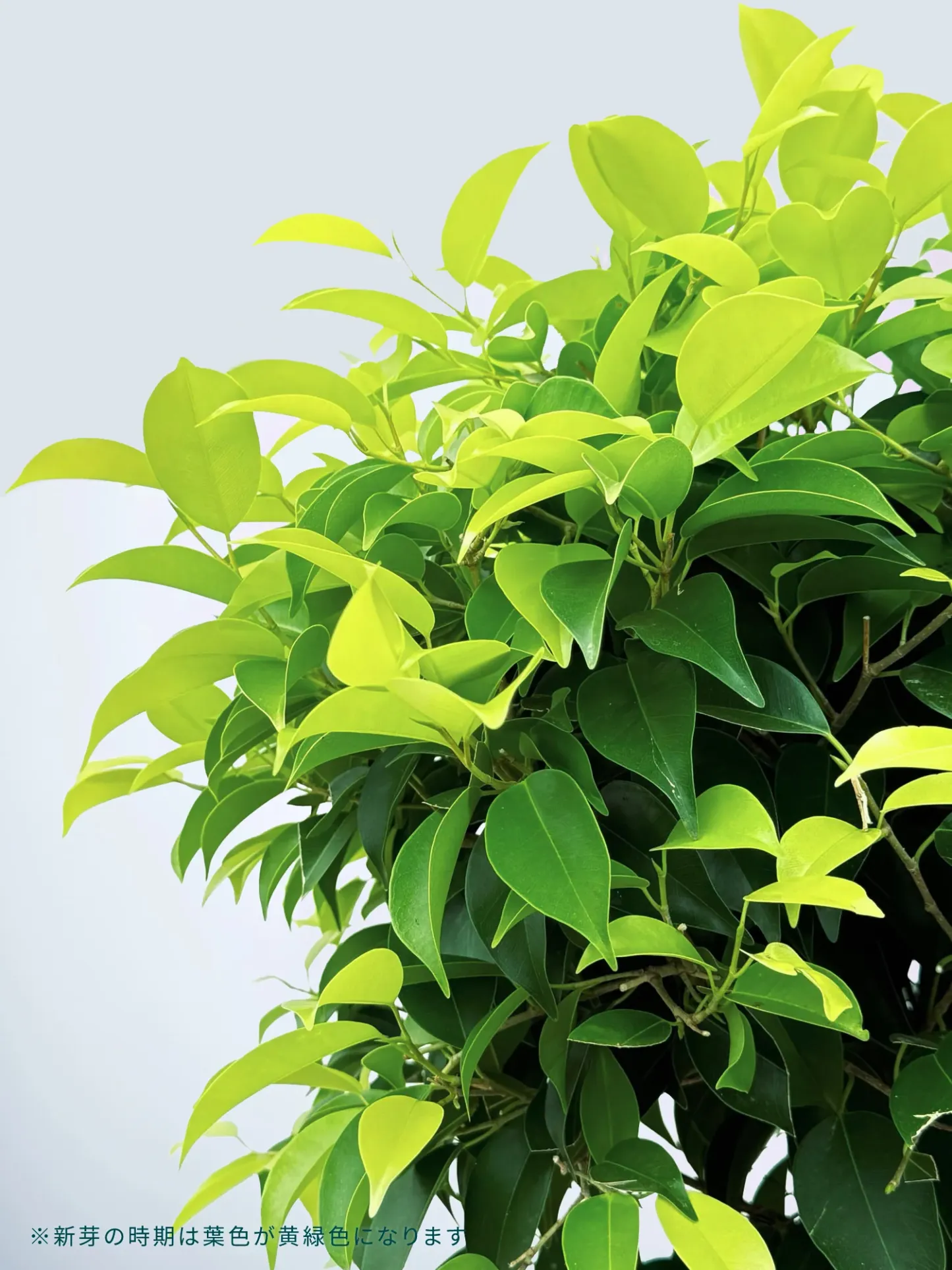 フィカス・ベンジャミン・リッチ