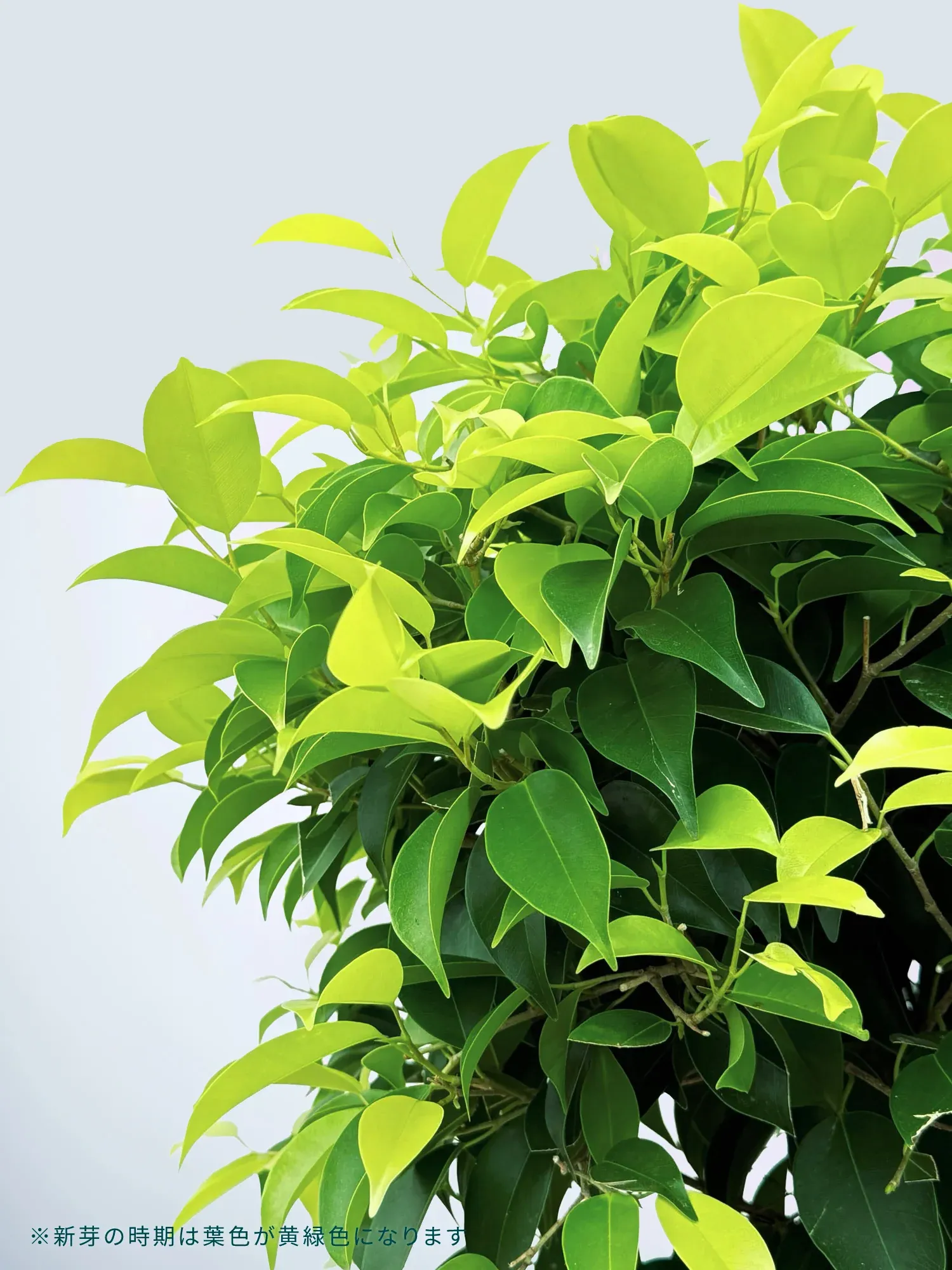 フィカス・ベンジャミン・リッチ