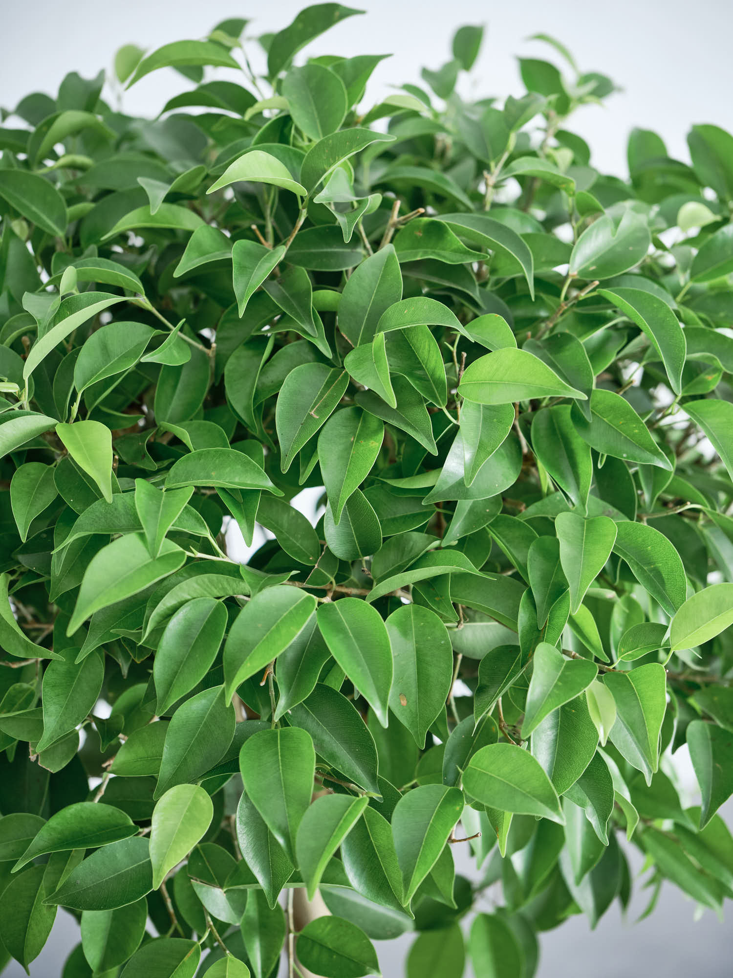 フィカス・ベンジャミン・リッチ