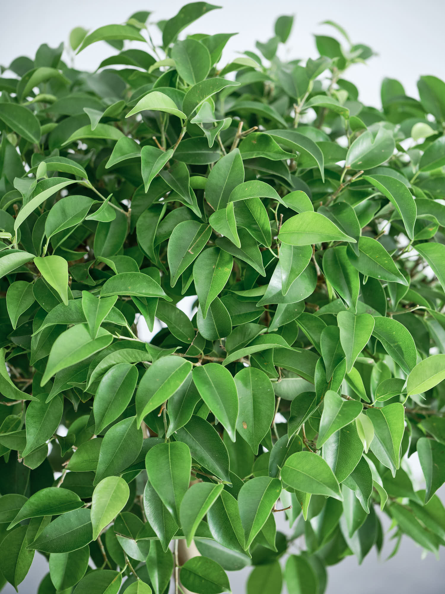 フィカス・ベンジャミン・リッチ