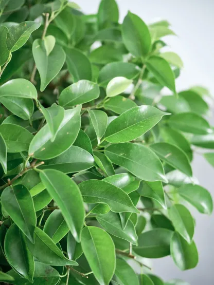 フィカス・ベンジャミン・リッチ