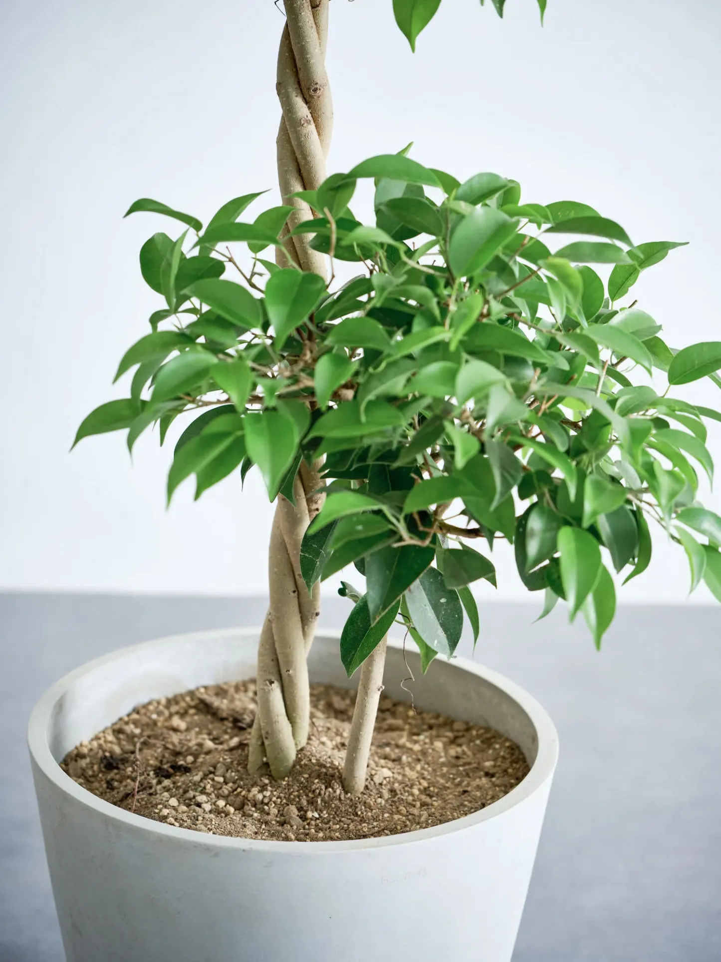 フィカス・ベンジャミン・リッチ