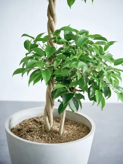 フィカス・ベンジャミン・リッチ