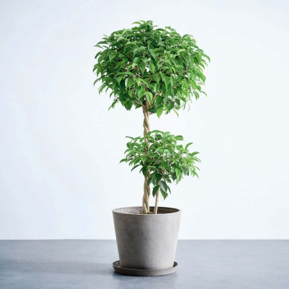 フィカス・ベンジャミン・リッチ