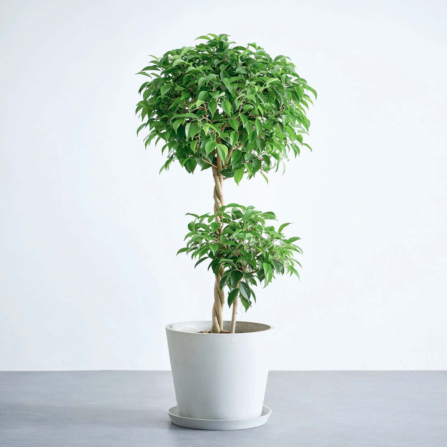 フィカス・ベンジャミン・リッチ