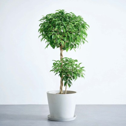 フィカス・ベンジャミン・リッチ