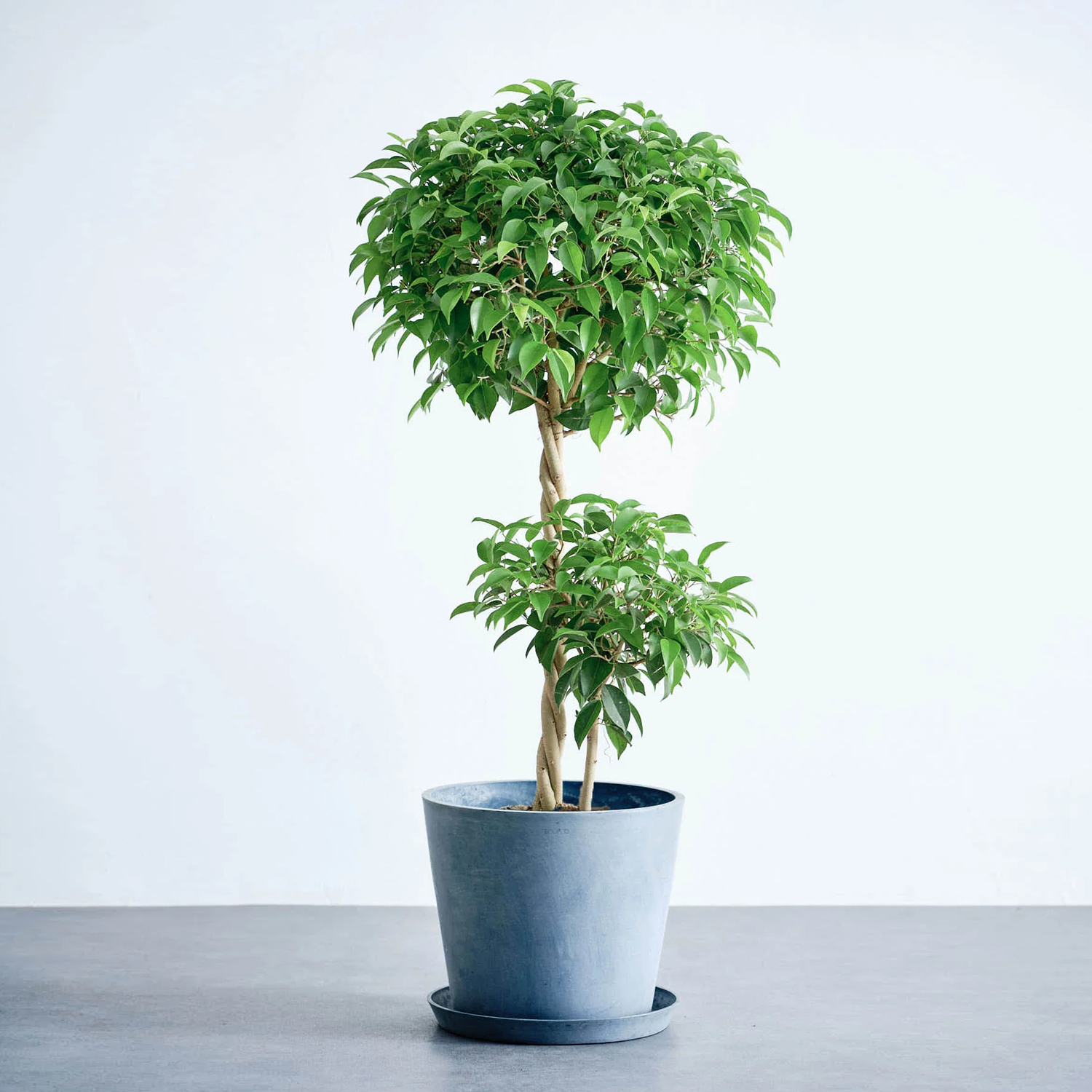 フィカス・ベンジャミン・リッチ