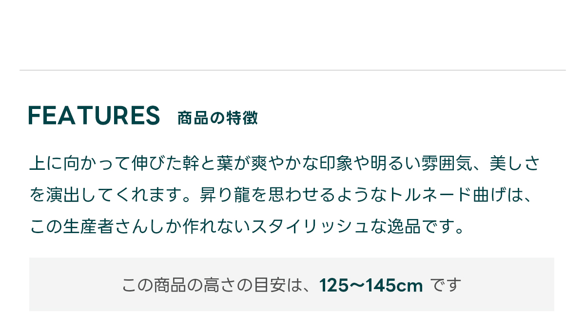FEATURES商品の特徴 上に向かって伸びた幹と葉が爽やかな印象や明るい雰囲気、美しさを演出してくれます。昇り龍を思わせるようなトルネード曲げは、この生産者さんしか作れないスタイリッシュな逸品です。  この商品の高さの目安は、 125〜145cm です