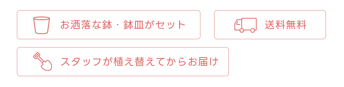 お洒落な鉢・鉢皿がセット 送料無料 スタッフが植え替えてからお届け