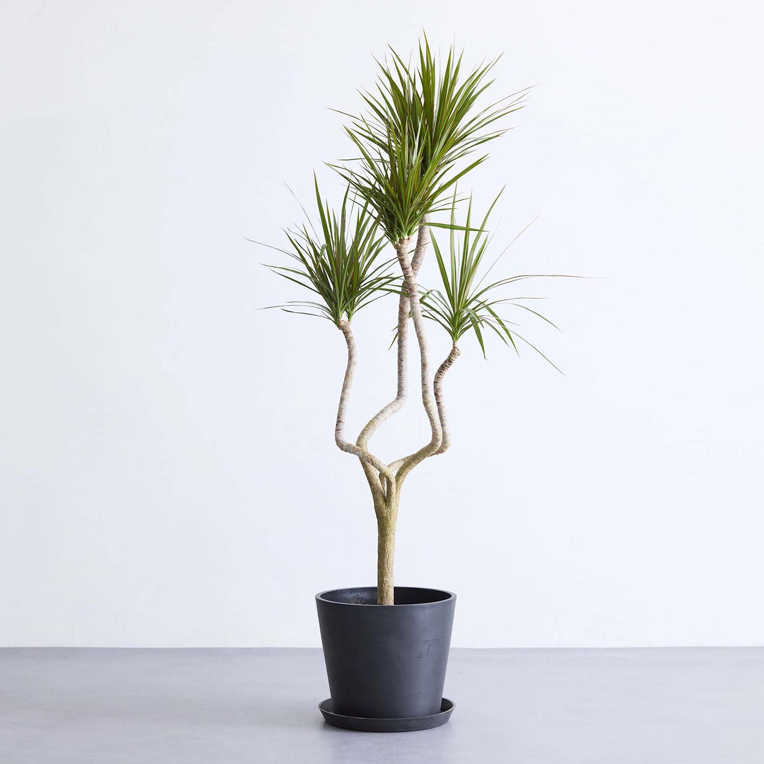 ドラセナ・コンシンネ 龍