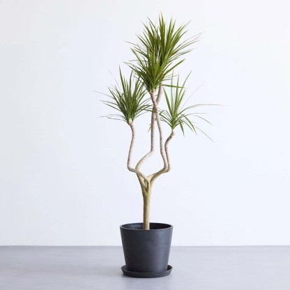 ドラセナ・コンシンネ 龍