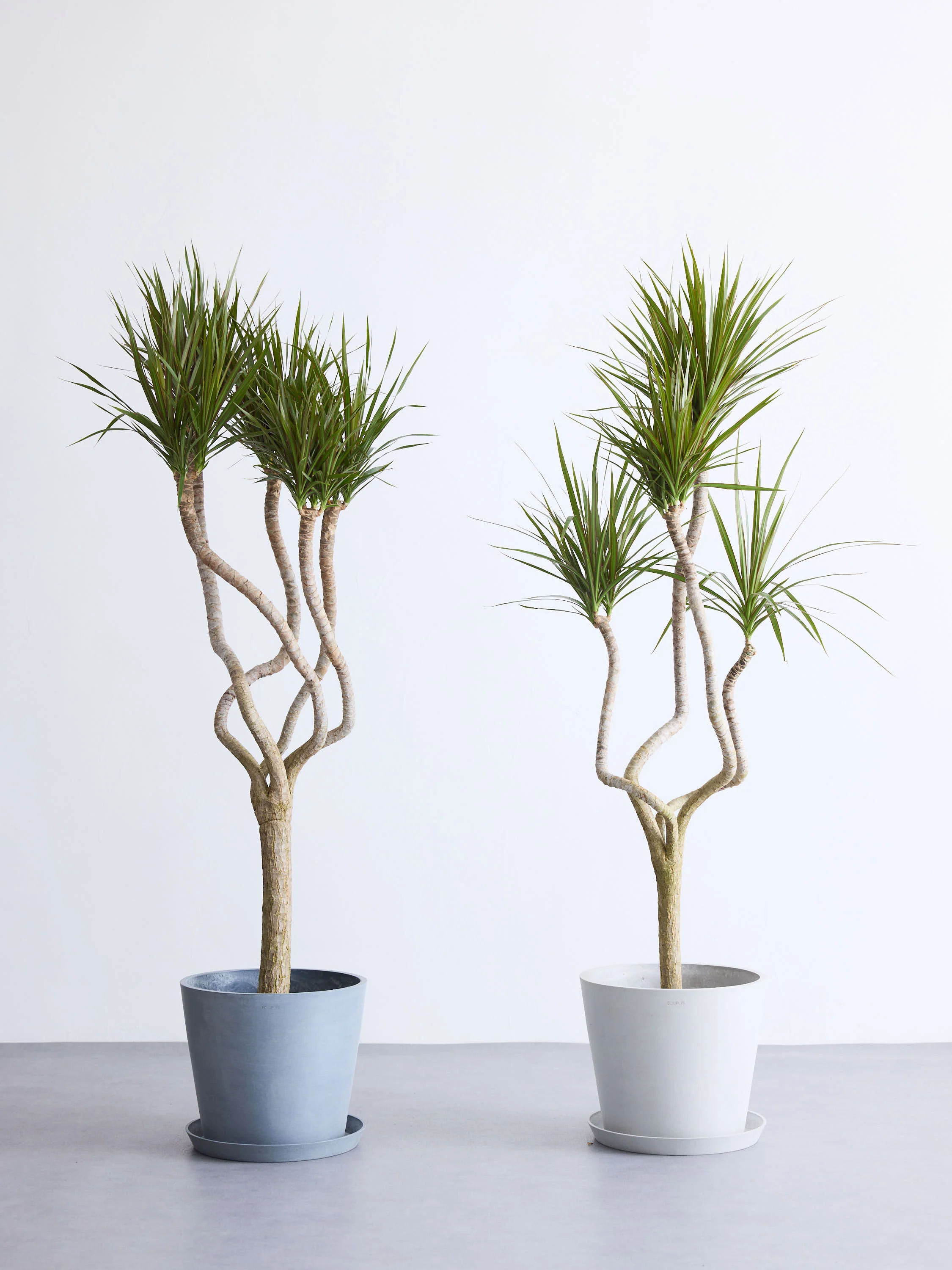 ドラセナ・コンシンネ 龍