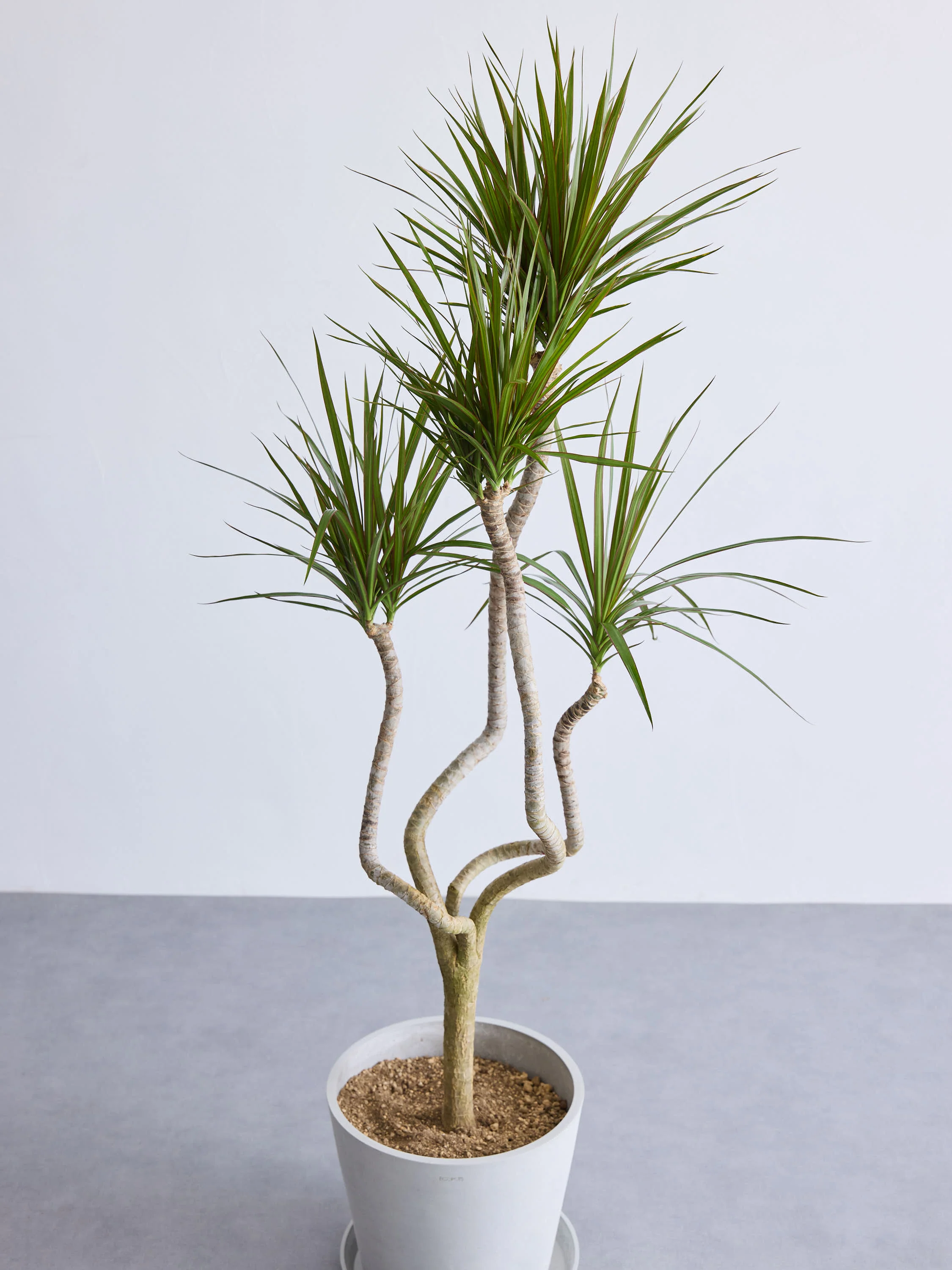 ドラセナ・コンシンネ 龍