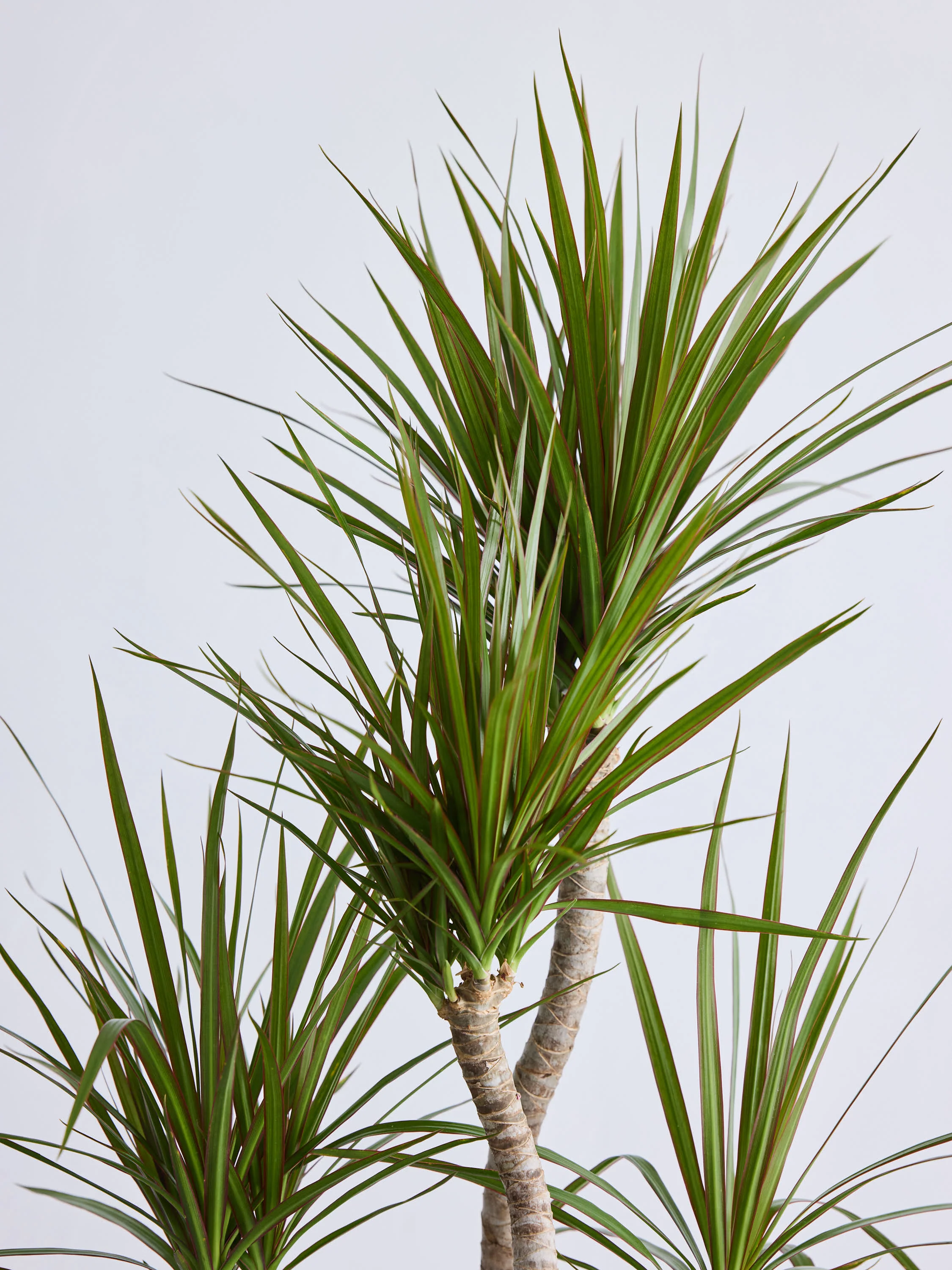 ドラセナ・コンシンネ 龍