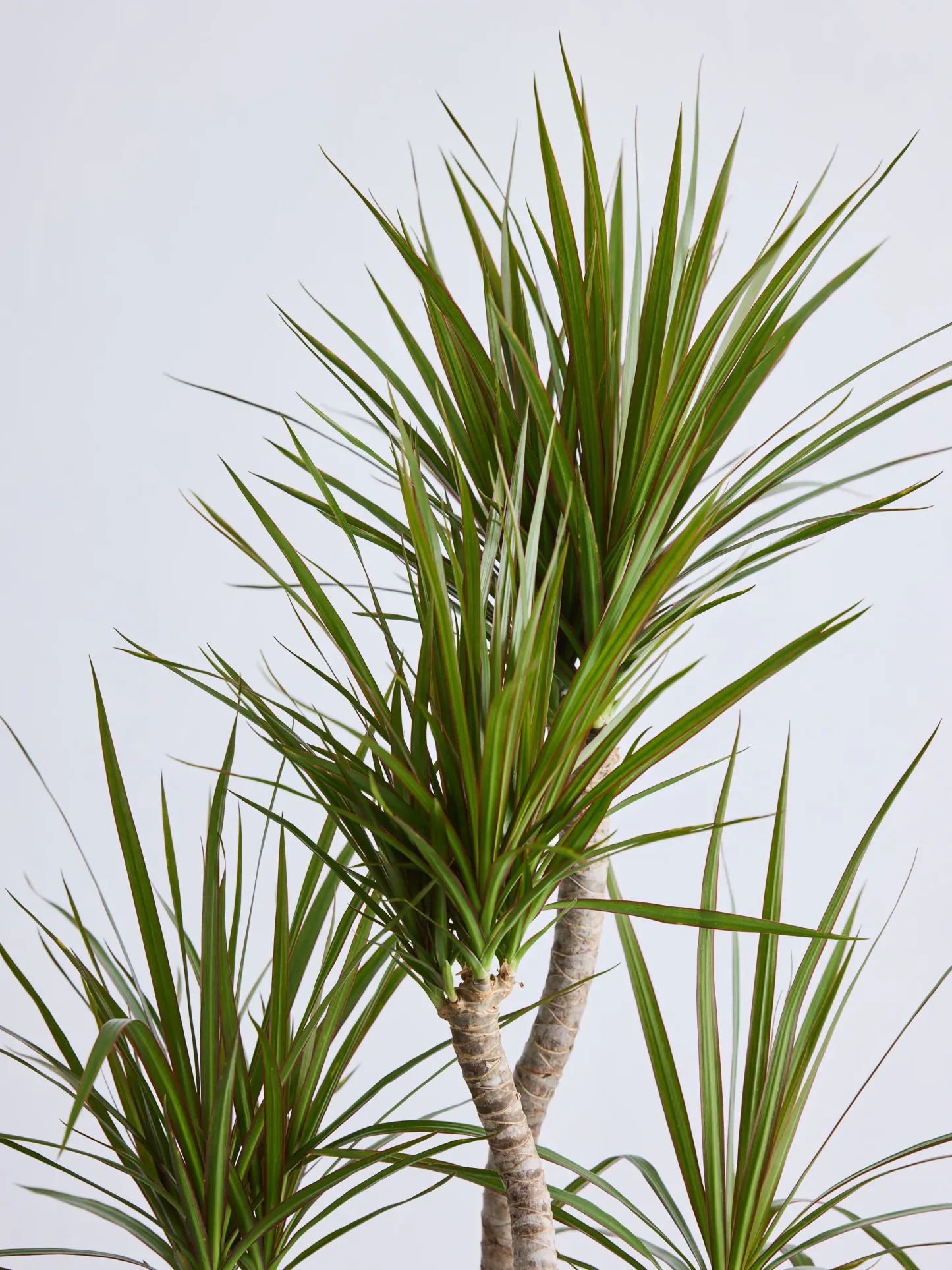 ドラセナ・コンシンネ 龍