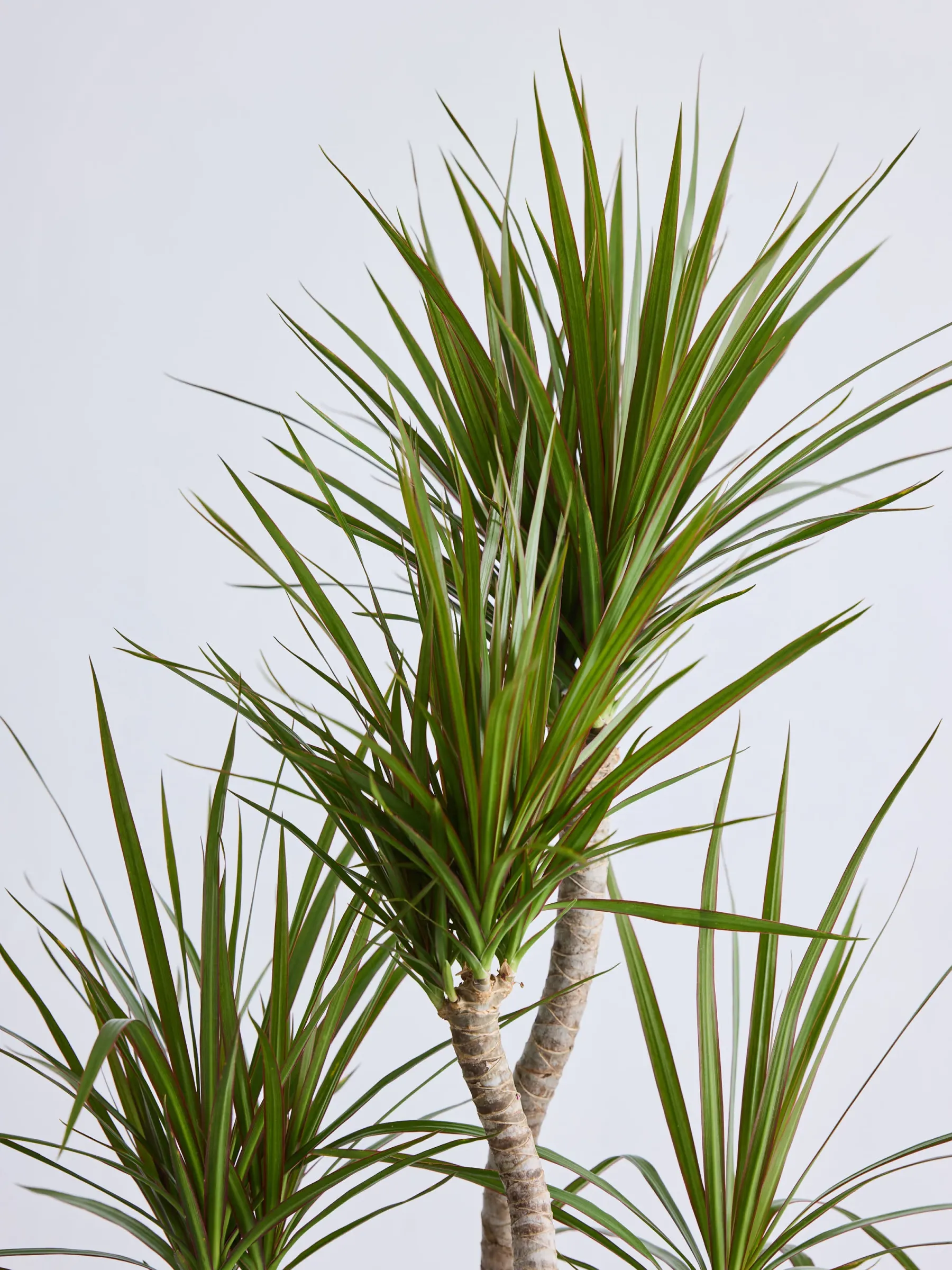 ドラセナ・コンシンネ 龍