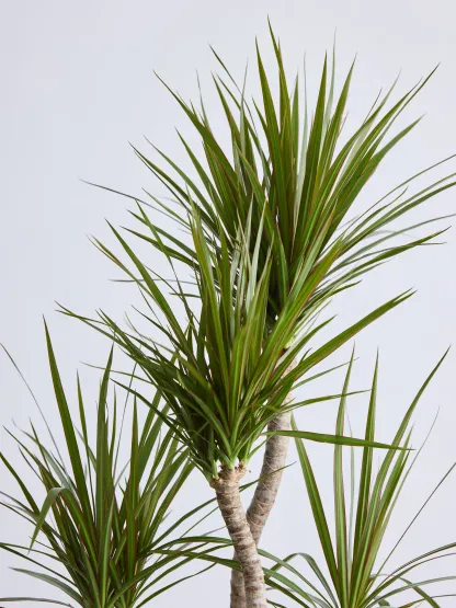 ドラセナ・コンシンネ 龍