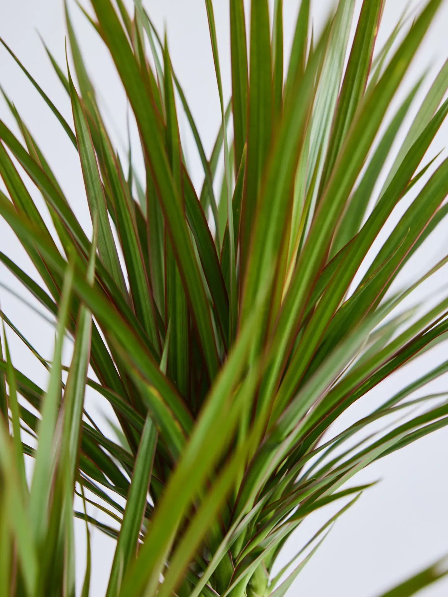 ドラセナ・コンシンネ 龍