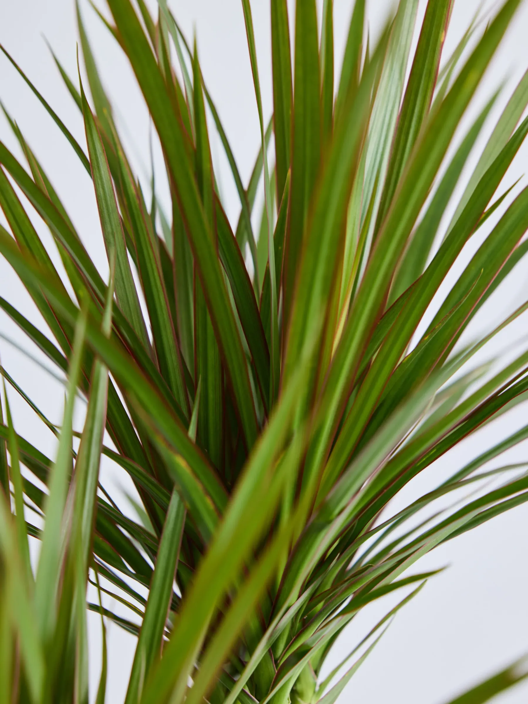 ドラセナ・コンシンネ 龍