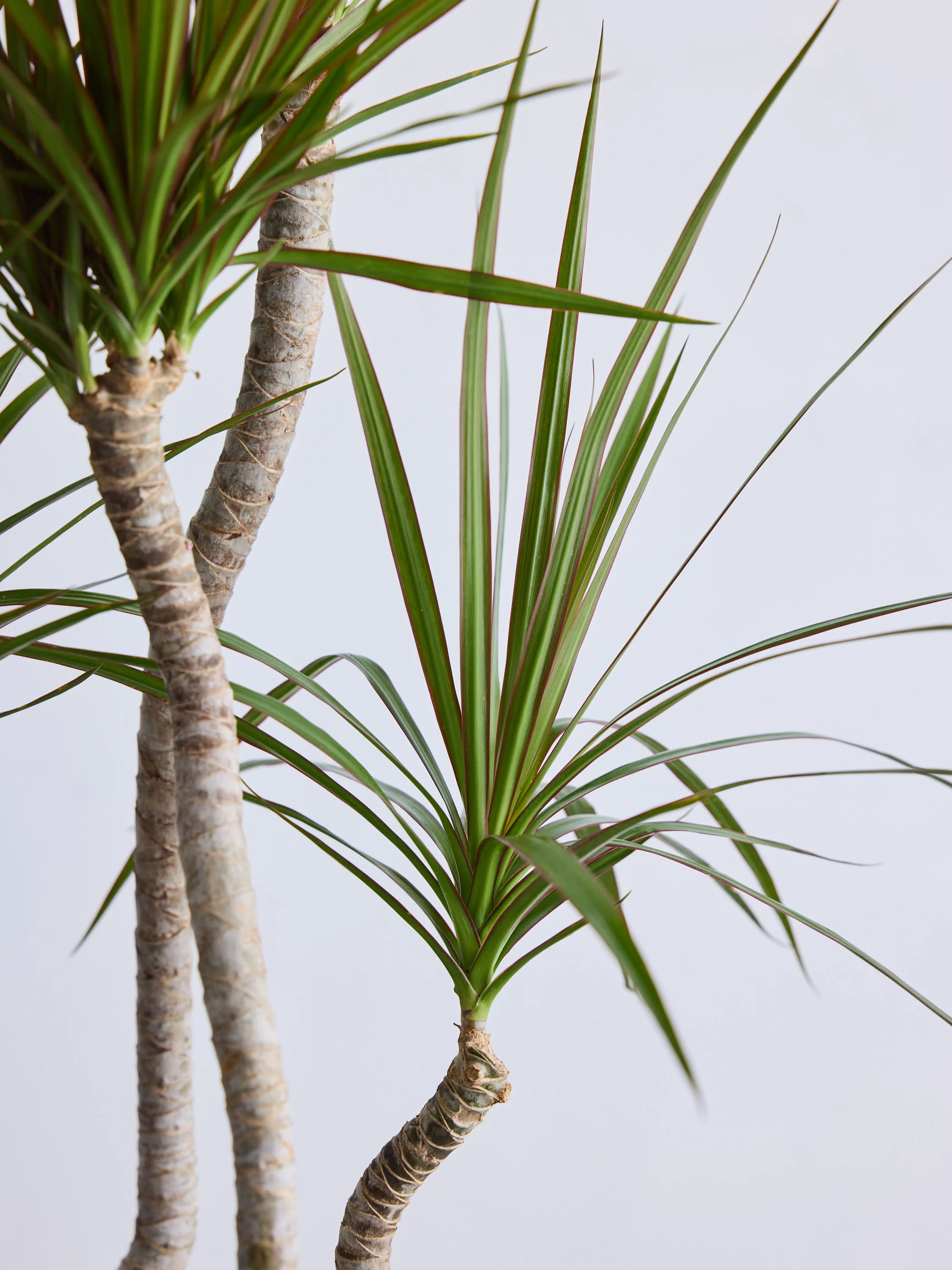 ドラセナ・コンシンネ 龍