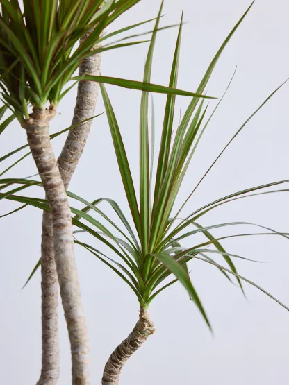 ドラセナ・コンシンネ 龍