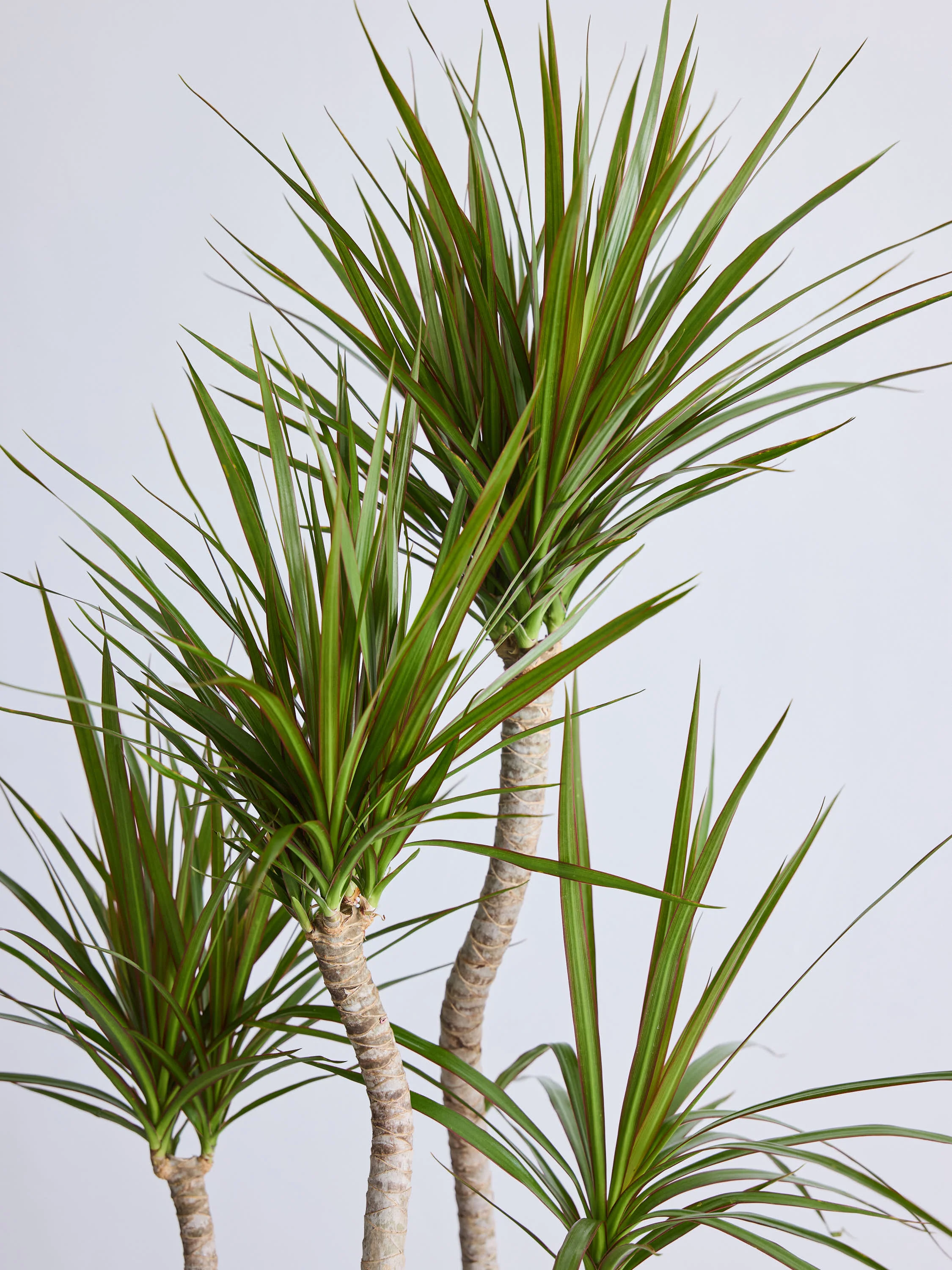 ドラセナ・コンシンネ 龍