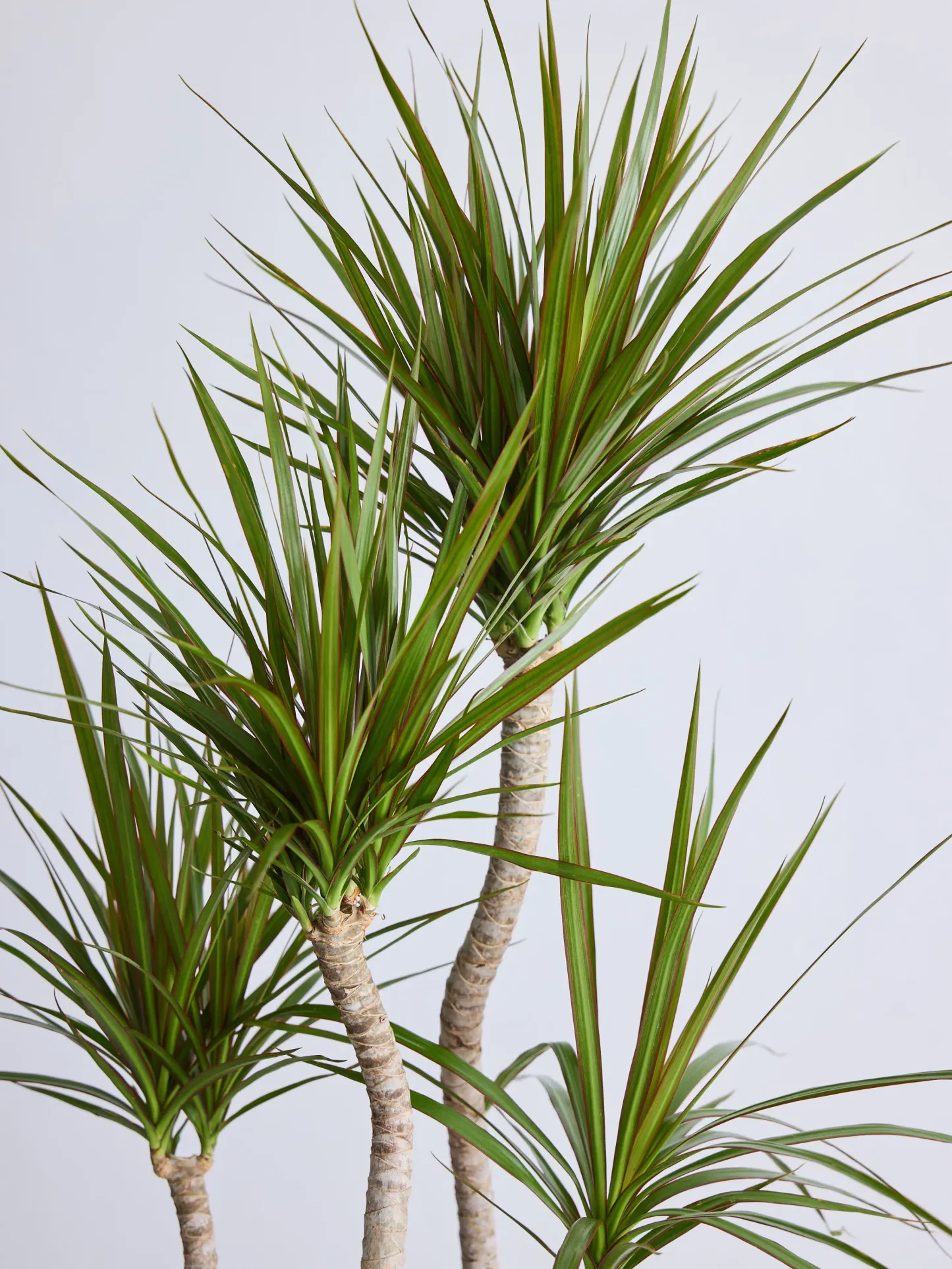 ドラセナ・コンシンネ 龍