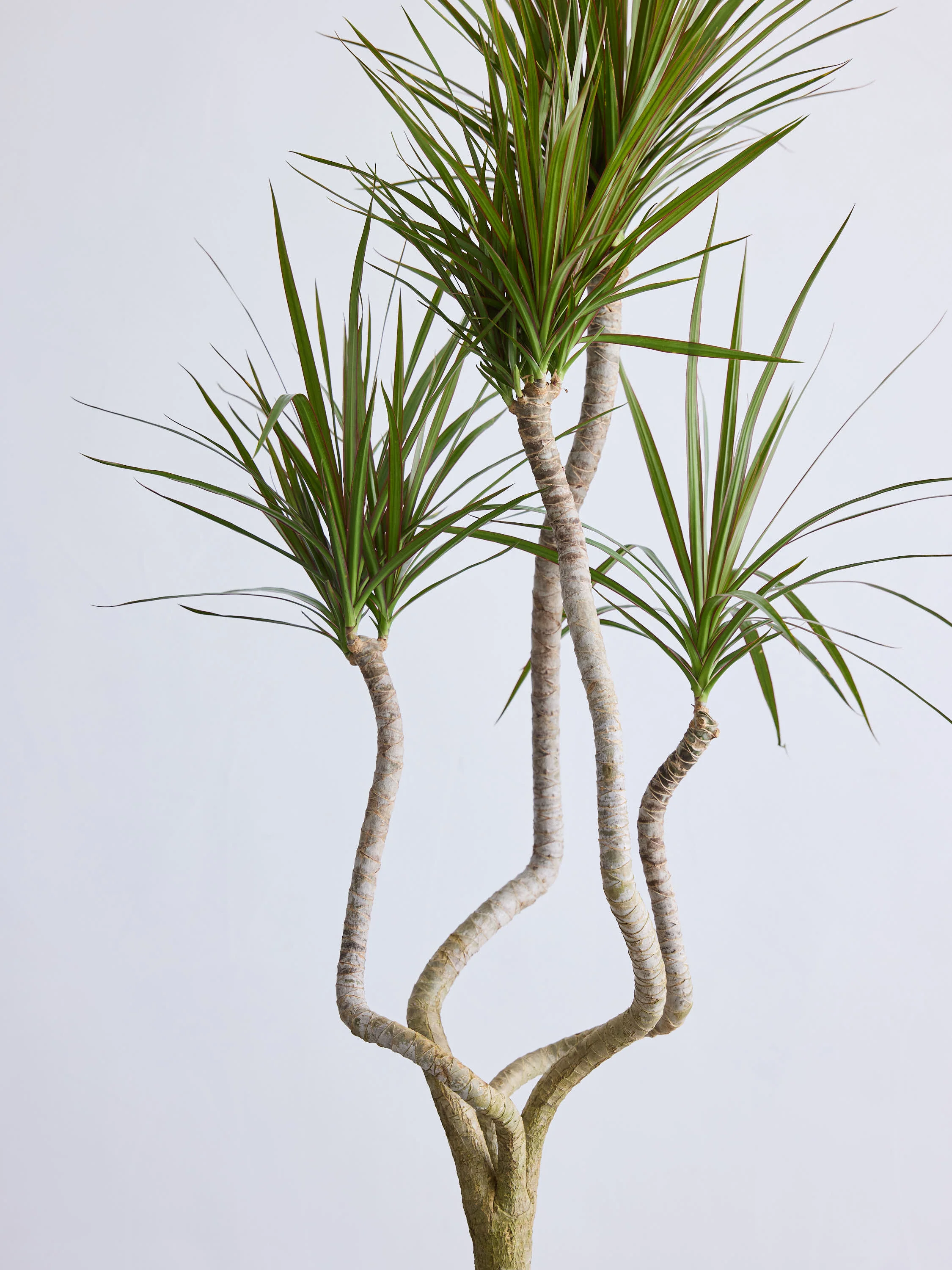 ドラセナ・コンシンネ 龍