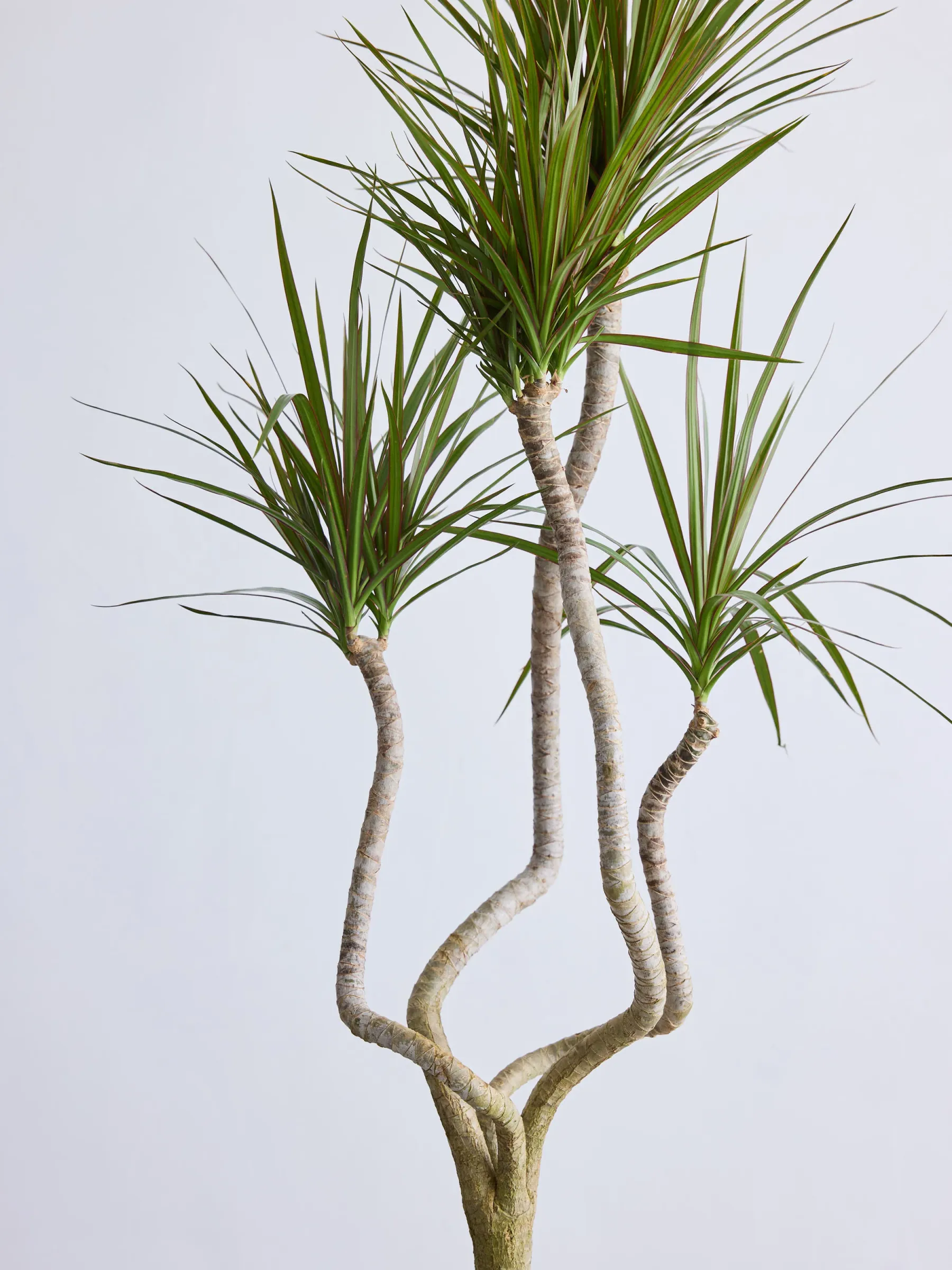 ドラセナ・コンシンネ 龍