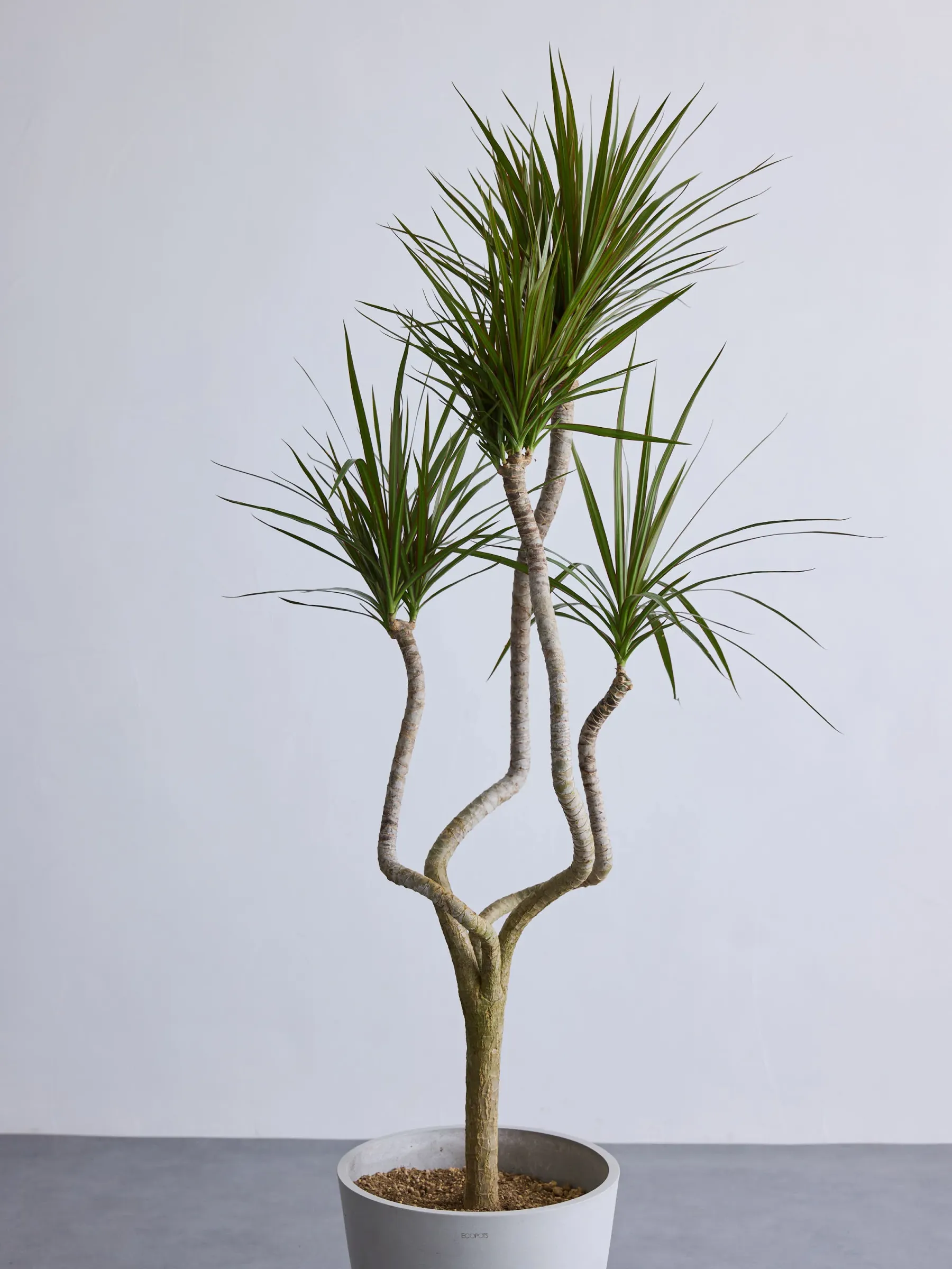 ドラセナ・コンシンネ 龍