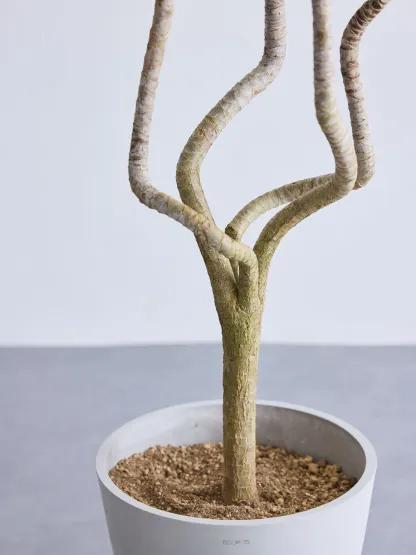 ドラセナ・コンシンネ 龍