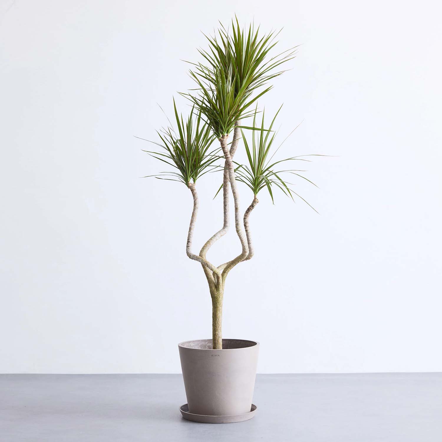 ドラセナ・コンシンネ 龍