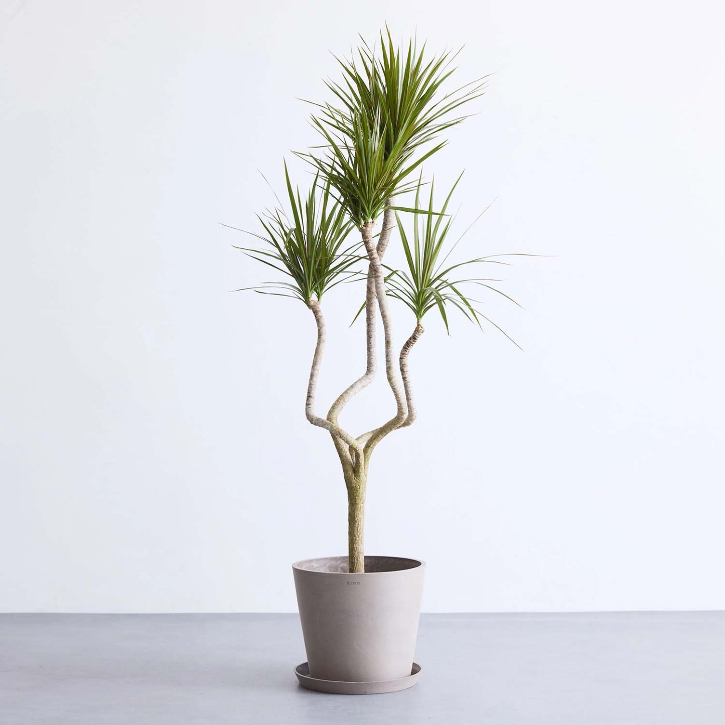 ドラセナ・コンシンネ 龍