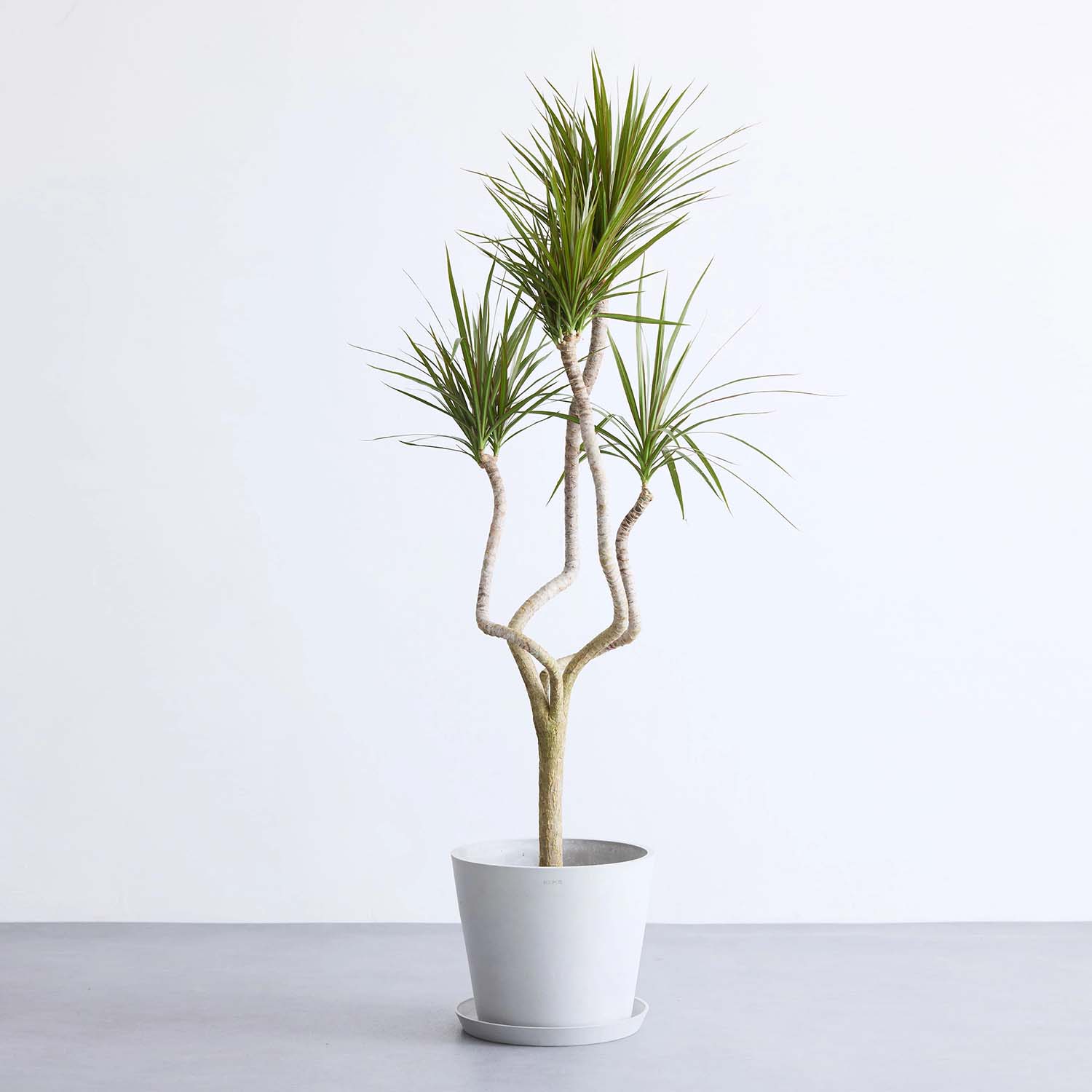 ドラセナ・コンシンネ 龍