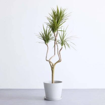 ドラセナ・コンシンネ 龍