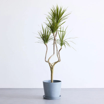 ドラセナ・コンシンネ 龍