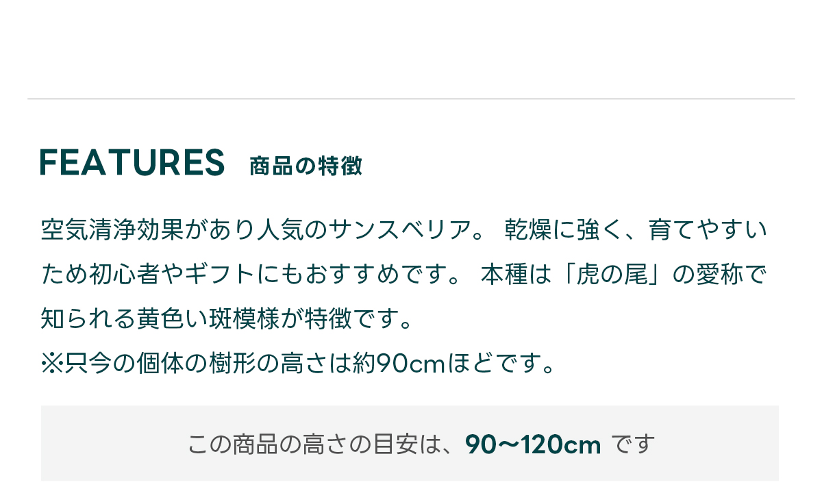 FEATURES商品の特徴 空気清浄効果があり人気のサンスベリア。 乾燥に強く、育てやすいため初心者やギフトにもおすすめです。 本種は「虎の尾」の愛称で知られる黄色い斑模様が特徴です。  ※只今の個体の樹形の高さは約90cmほどです。  この商品の高さの目安は、 90〜120cm です