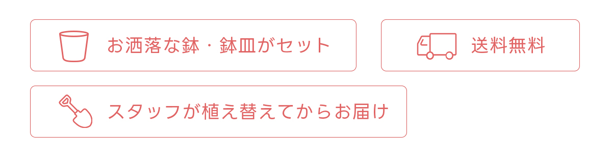お洒落な鉢・鉢皿がセット 送料無料 スタッフが植え替えてからお届け