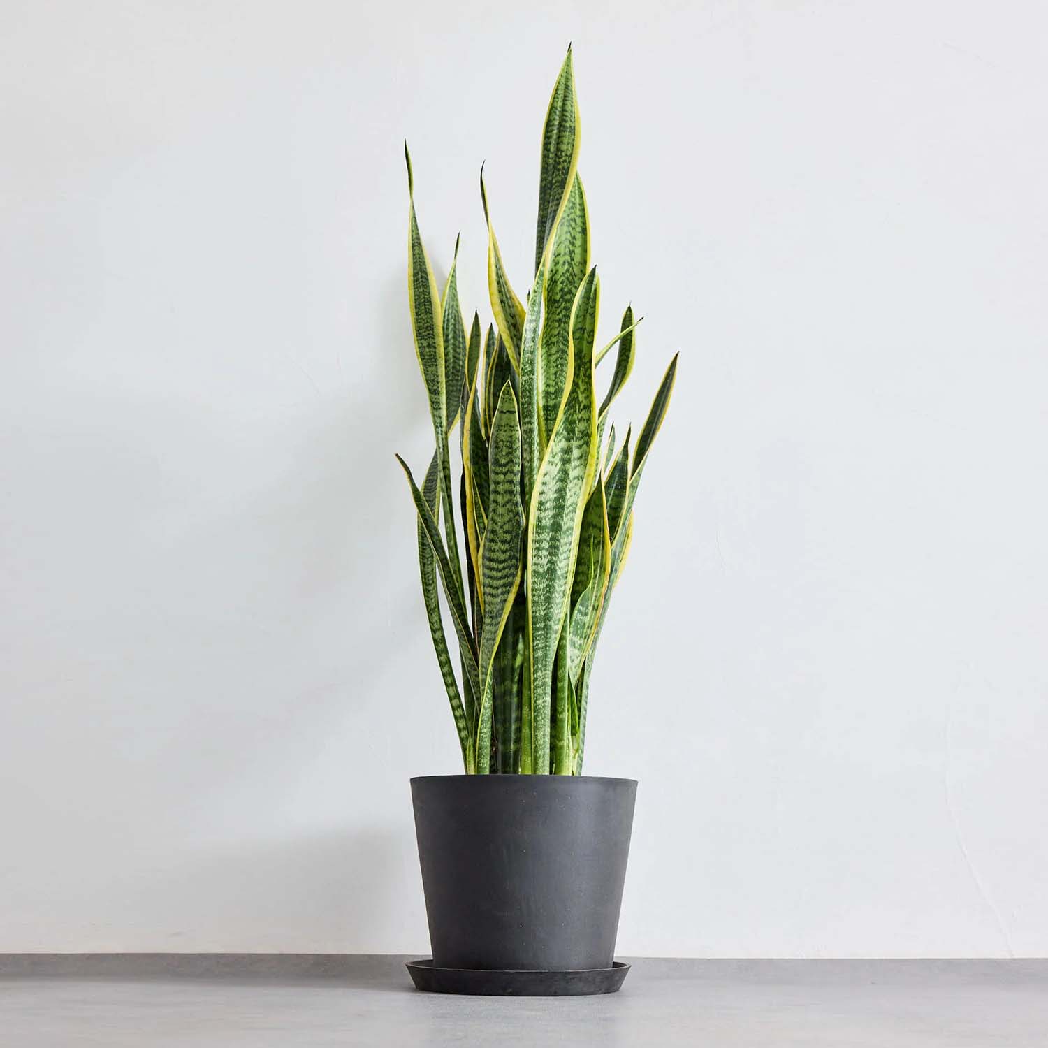 花器・グリーン – CAGUUU