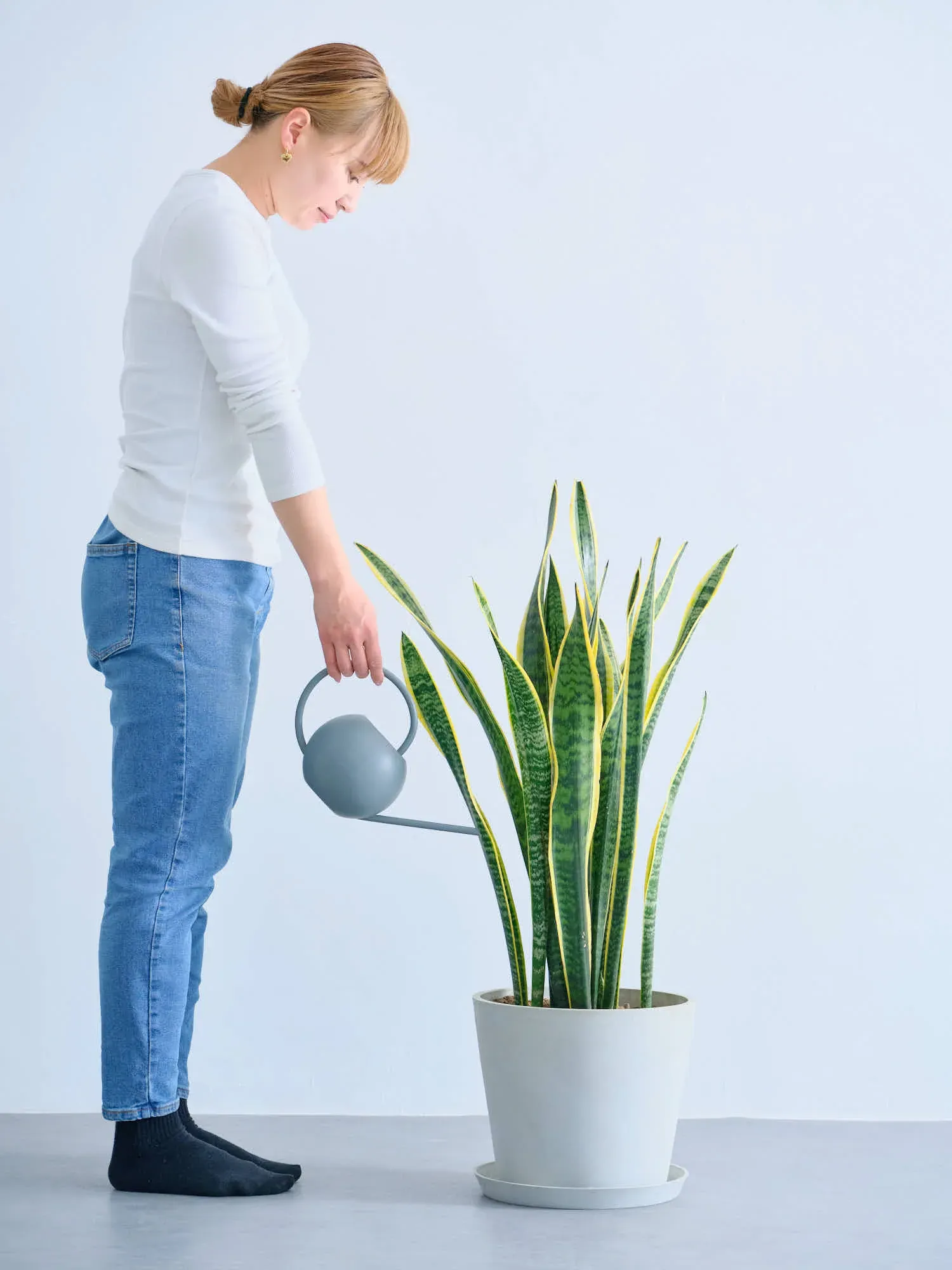 サンスベリア・ローレンチー