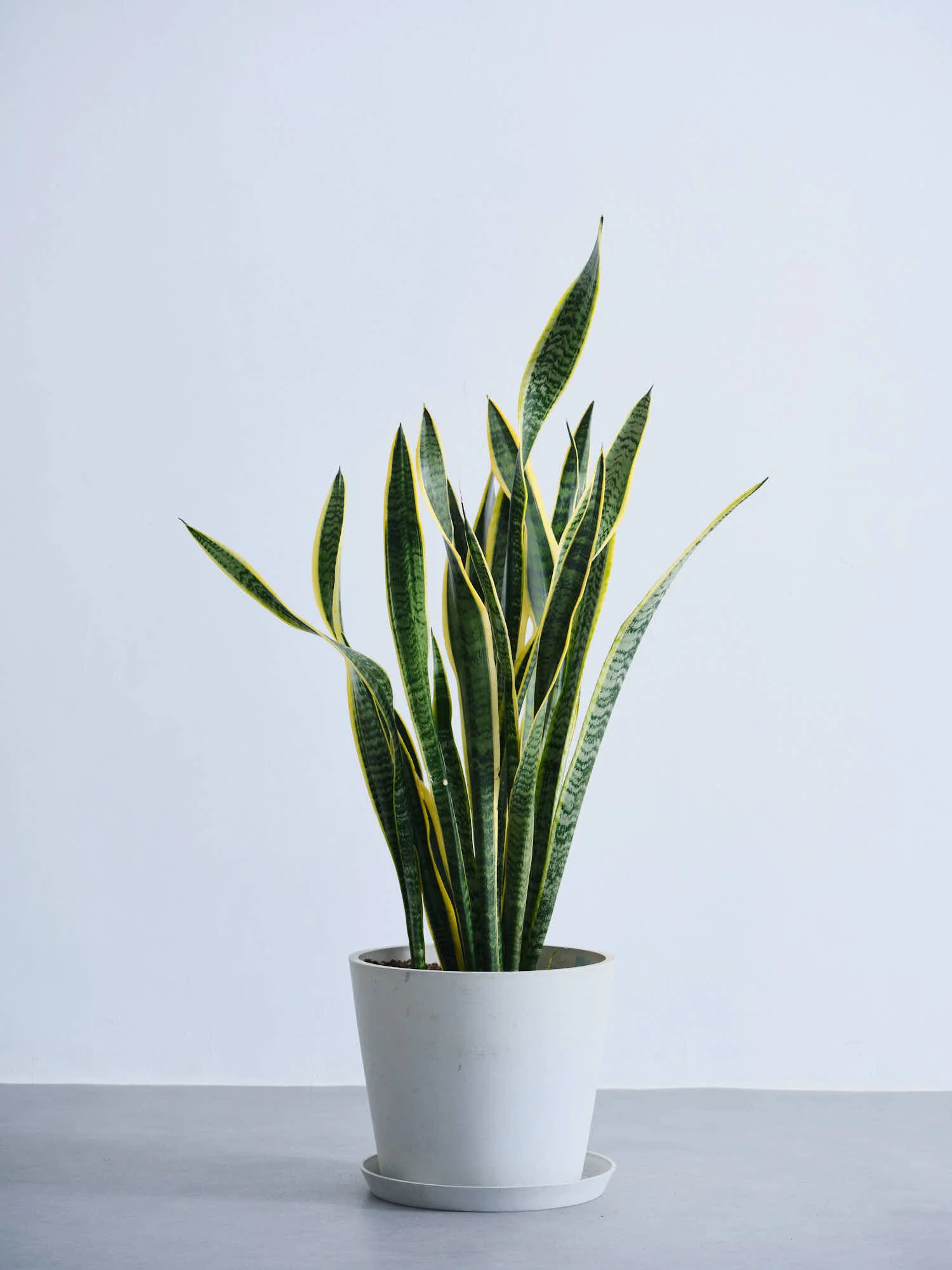 サンスベリア・ローレンチー