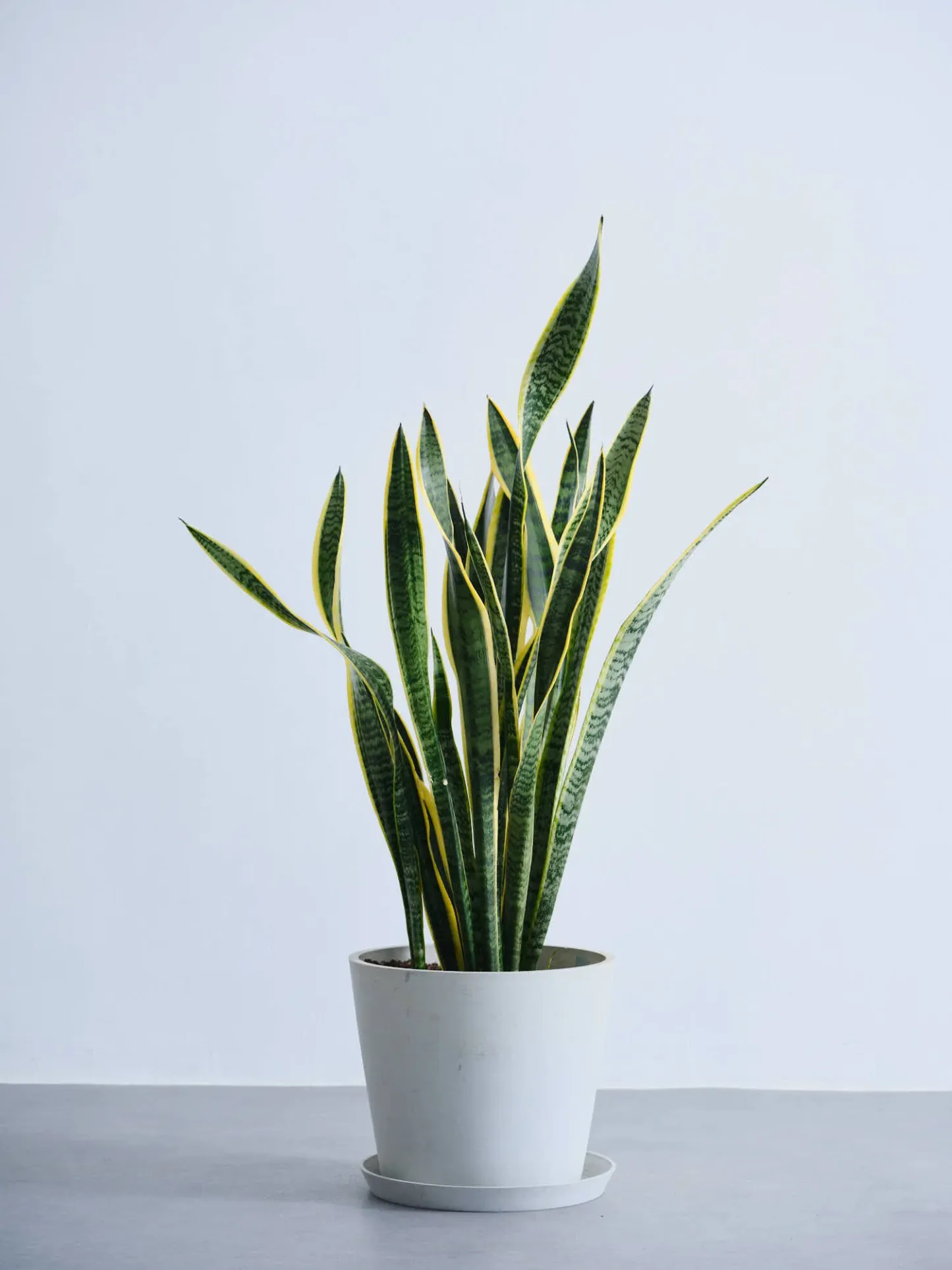 サンスベリア・ローレンチー