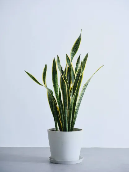 サンスベリア・ローレンチー