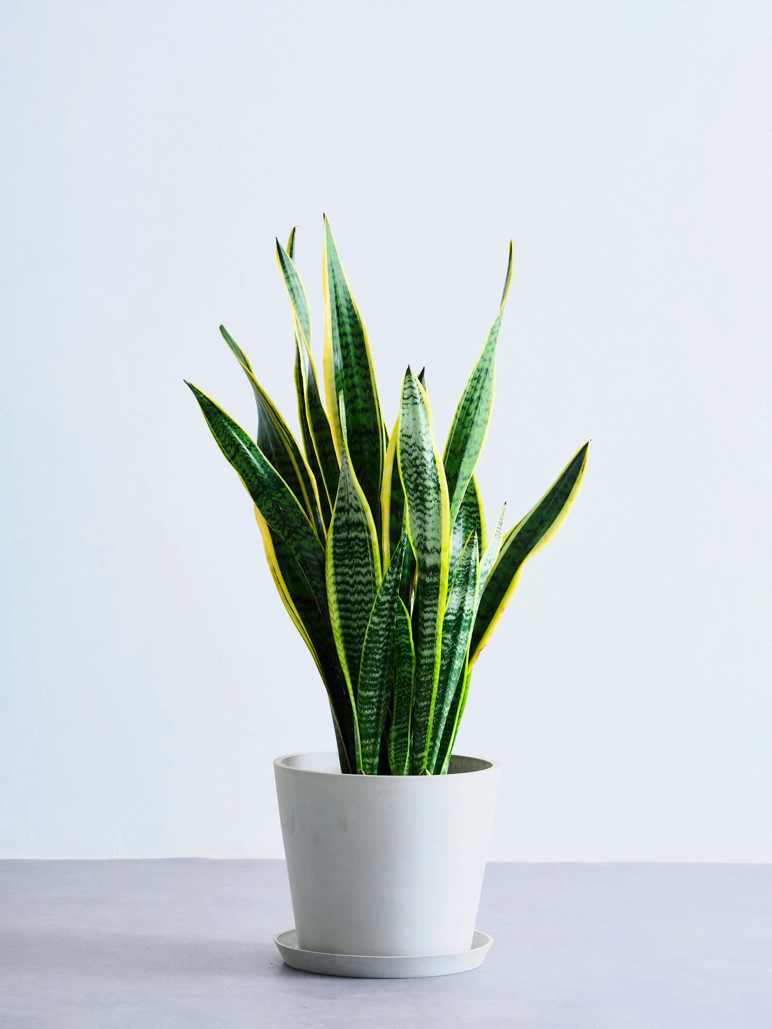 花器・グリーン – CAGUUU