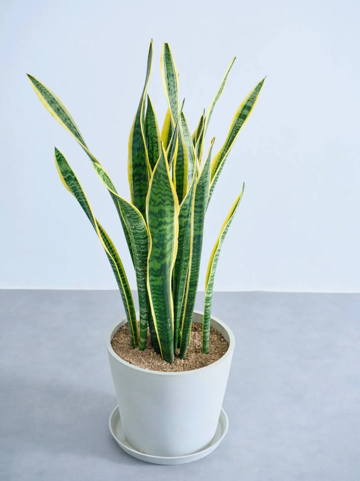 サンスベリア・ローレンチー