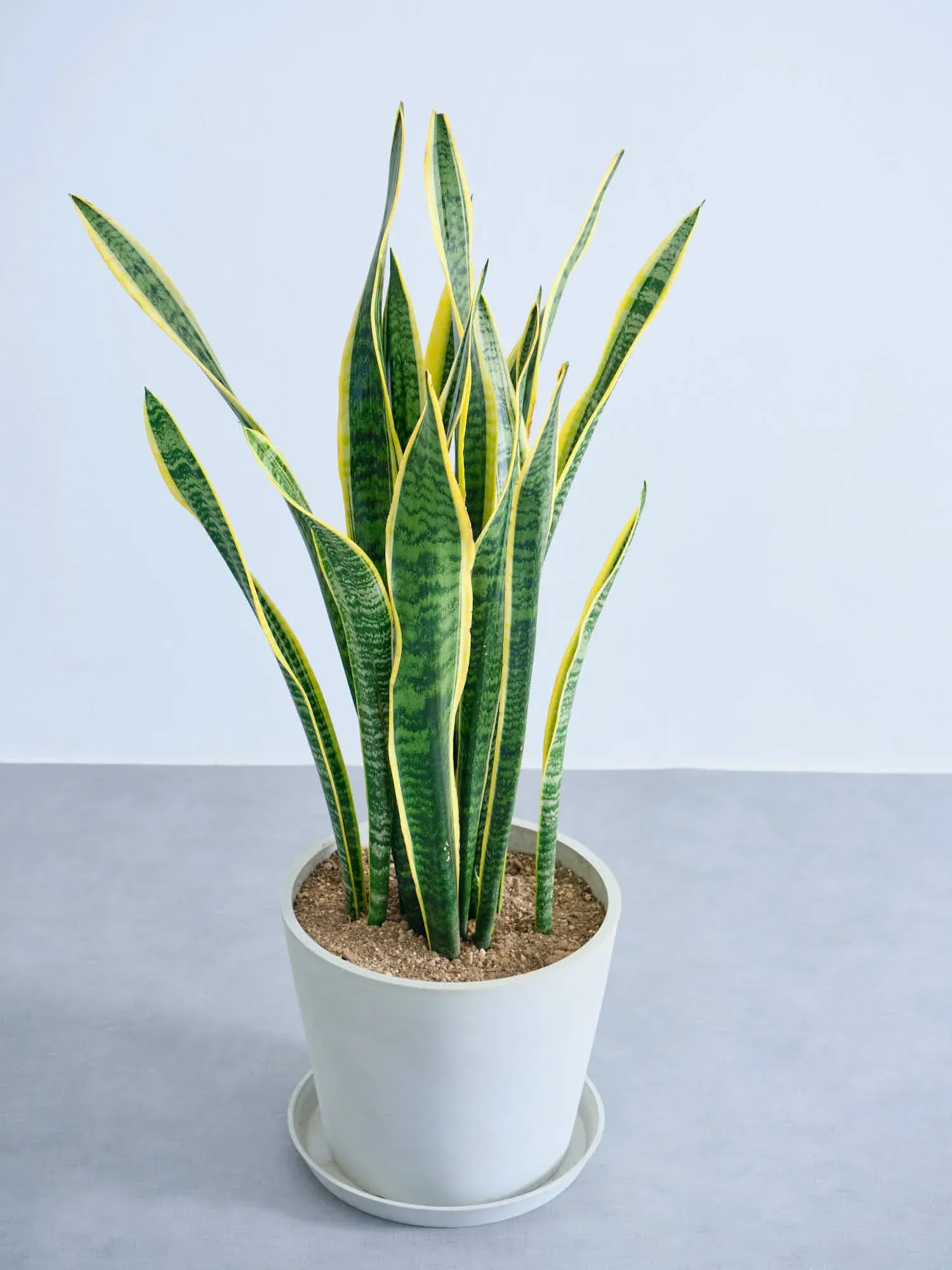 サンスベリア・ローレンチー