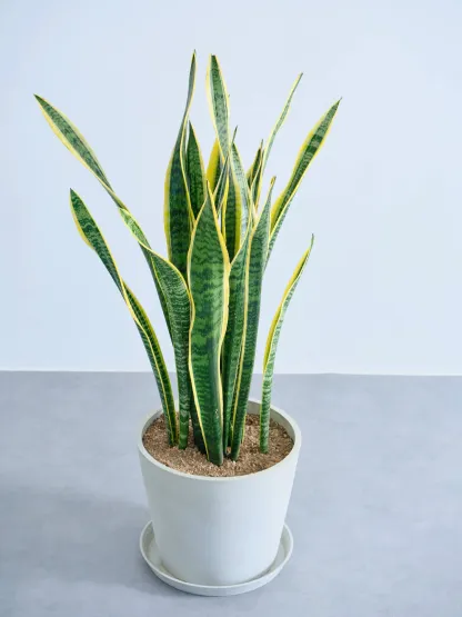 サンスベリア・ローレンチー